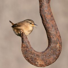 Lynda Haney-Singing Wren-Third.jpg